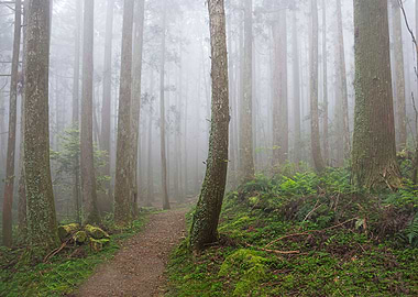 Taiwan forest landscape