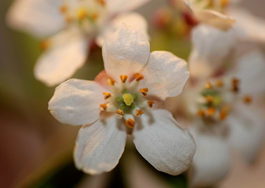 Choisya flower blossoming
