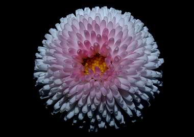White bellis flower macro