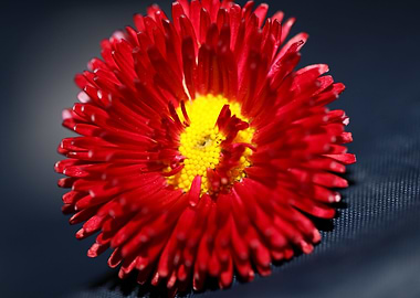 Red flower Bellis perennis