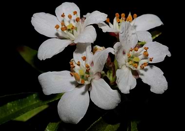 Choisya ternata blossoming