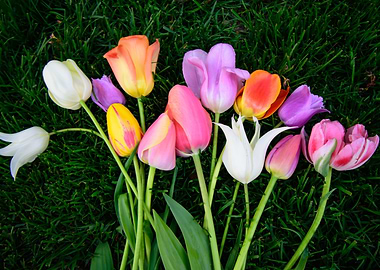 Tulips in the grass