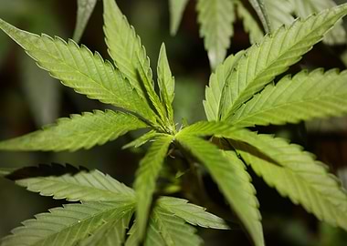 New cannabis sativa plant