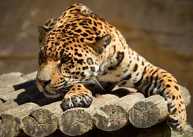 Jaguar