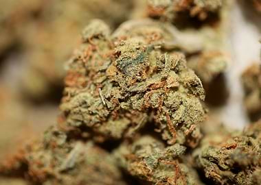 Medical cannabis close up