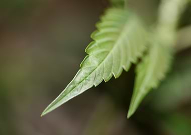 Cannabis sativa leaf macro