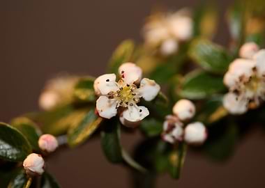 Cotoneaster flower blossom