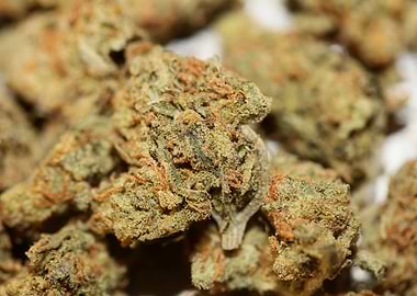 Marihuana buds close up