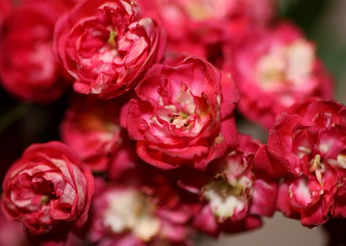 Crataegus laevigata flower