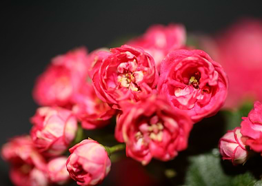Crataegus flower close up