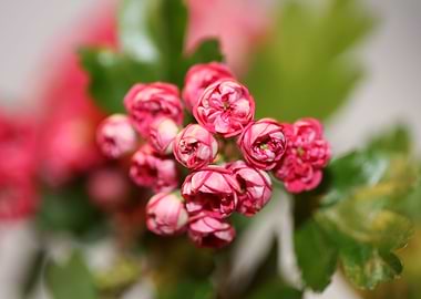 Crataegus laevigata macro