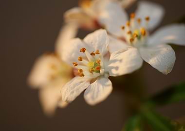 Choisya flower blossoming