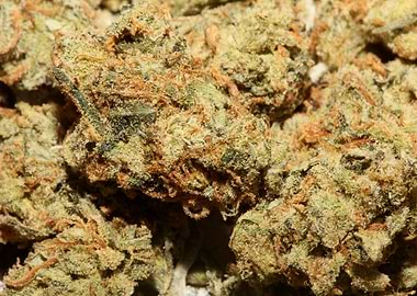 Marihuana super lemon haze