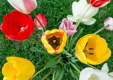 Floral Burst of Color