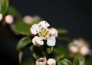 Cotoneaster flower blossom