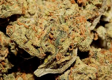 Medical cannabis close up