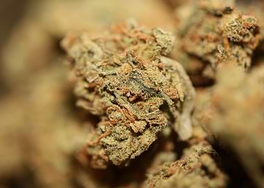 Medical cannabis close up