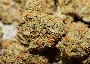 Marihuana super lemon haze