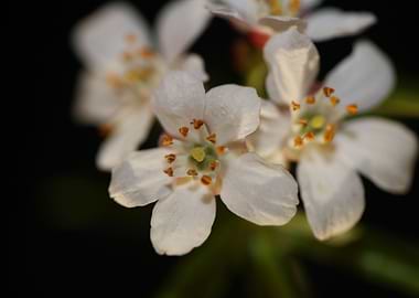 Choisya ternata blossoming