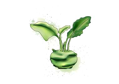 Kohlrabi print