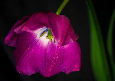 Purple tulip still life