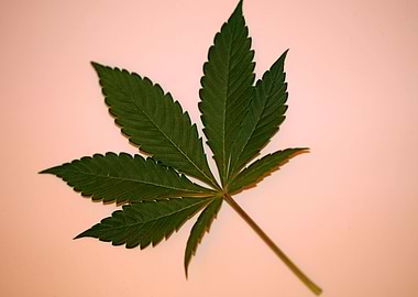 Cannabis sativa leaf macro