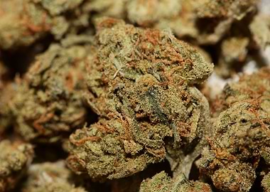 Marihuana buds close up