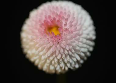 White bellis flower macro