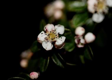White cotoneaster dammeri