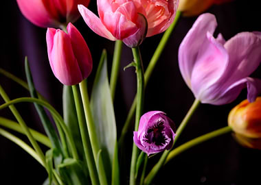 Colorful Tulip Bouquet