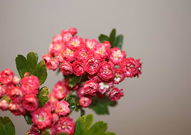 Crataegus flowers close up