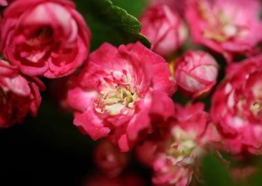 Crataegus laevigata flower