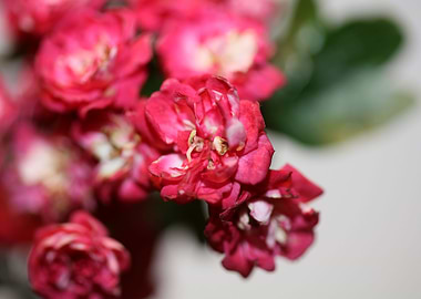 Crataegus flower close up