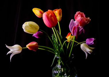 Bouquet of Tulips