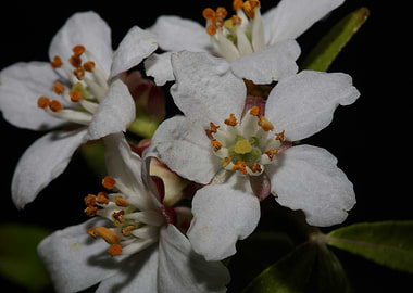 Choisya flower blossoming
