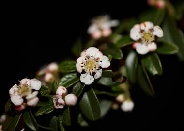 White cotoneaster flower