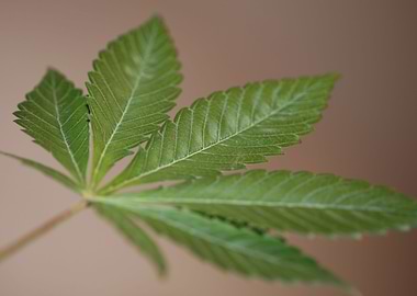 Cannabis sativa leaf macro