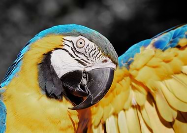 Parot Ara blue yellow ck