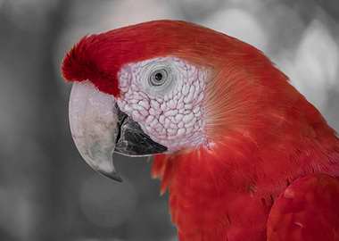 Parot Ara red ck