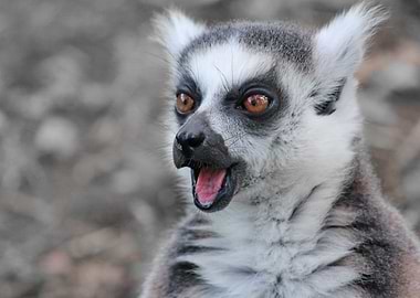 Lemur ck