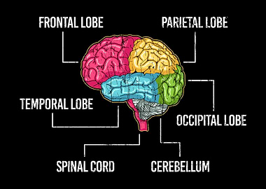 Parts Of Brain Psychology