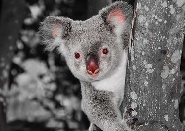 Kuala Bear on a tree ck