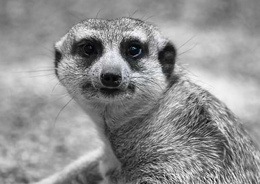 Meerkat ck