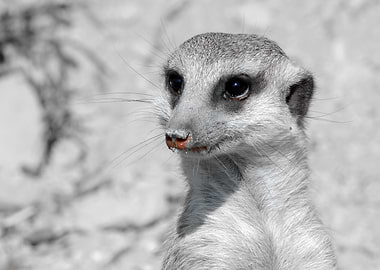 Meerkat Portrait ck