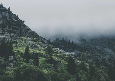 Green trees mountain fog