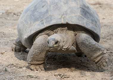 cute turtles rest at sun