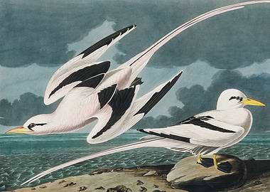 Tropic Bird from Birds