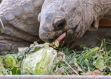 cute turtles rest at sun
