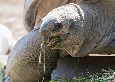 cute turtles rest at sun