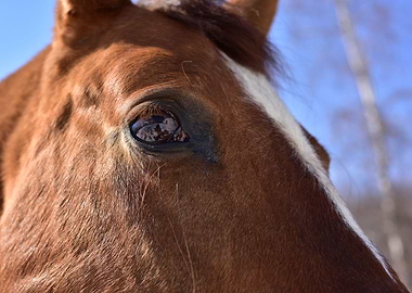 Horse Eye
